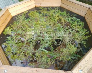 Сауна БАННЫЙ КОМПЛЕКС БАНИ 2 в Чехове